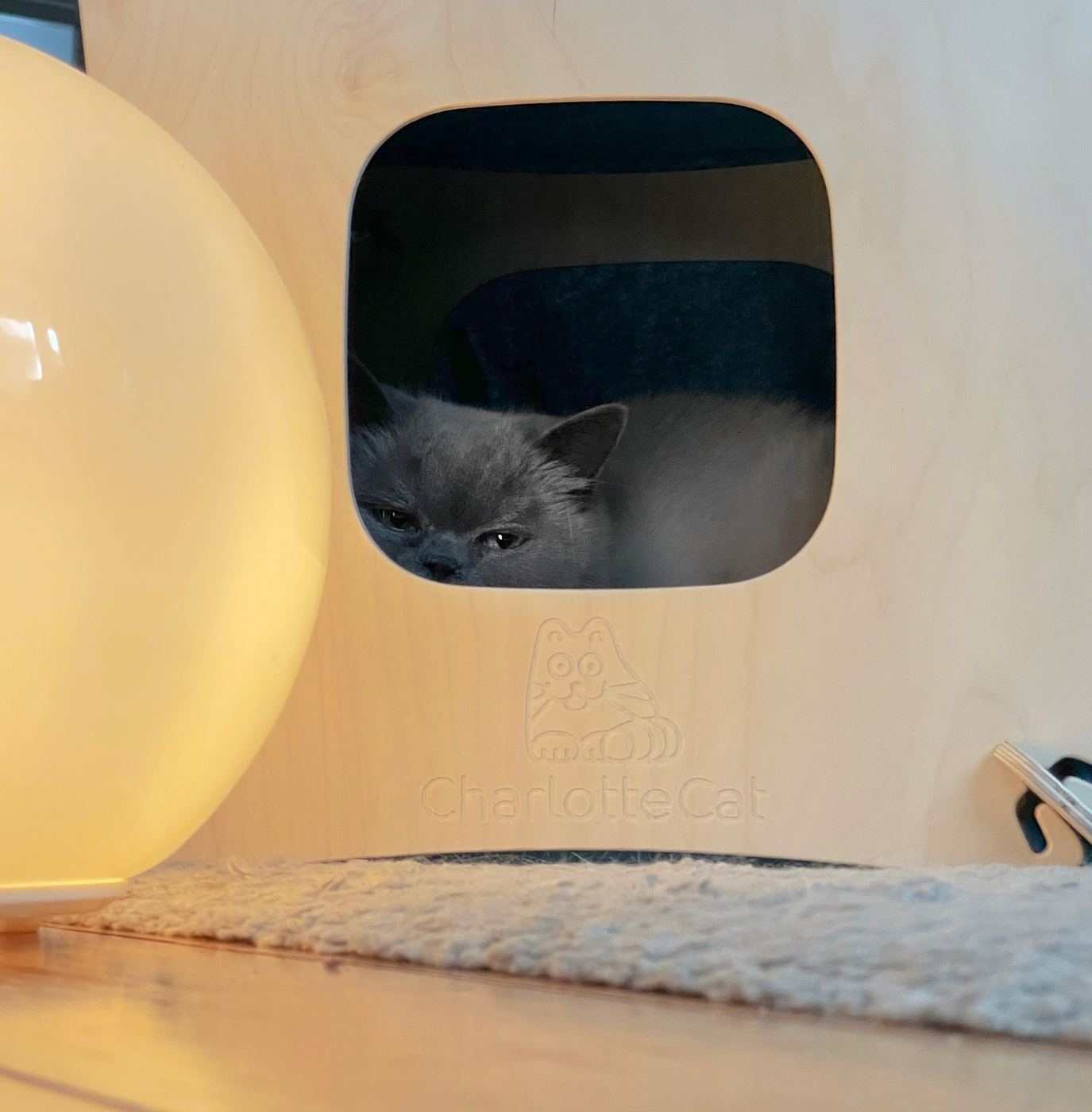 Cat resting inside the cat house at home